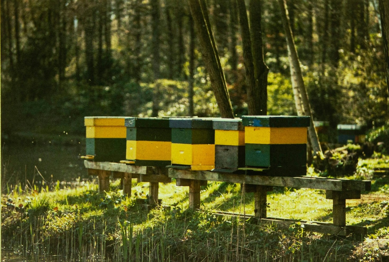 From Flower to Jar: How Raw Honey Is Made