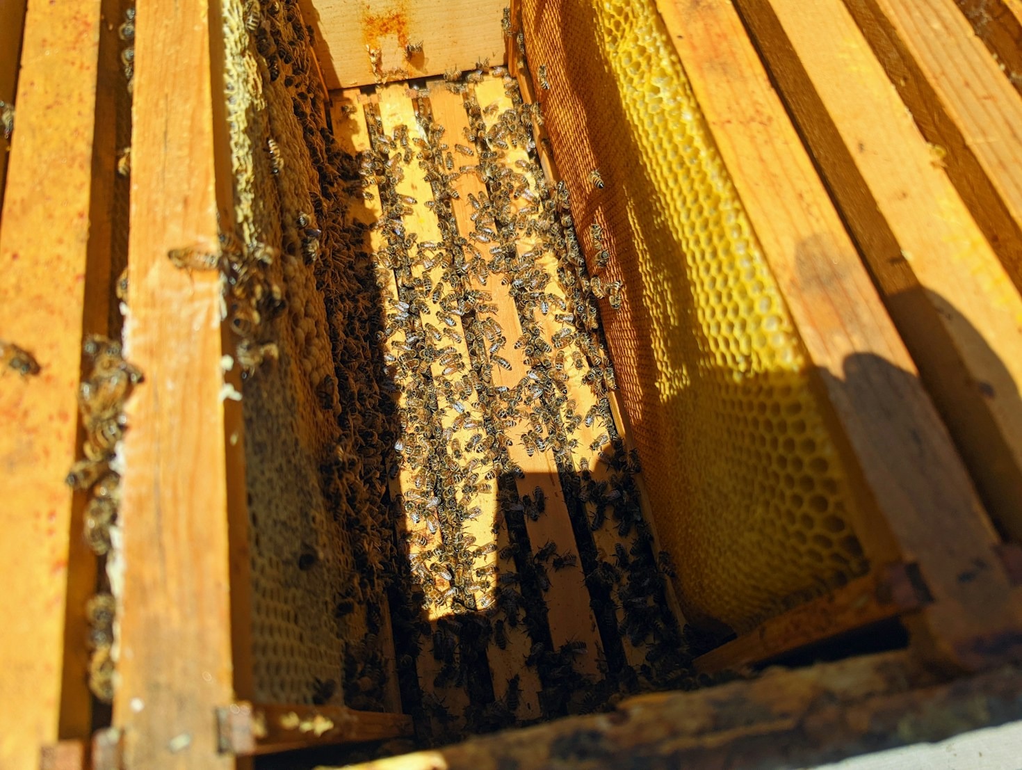 Understanding the Complex Dance of Worker Bees