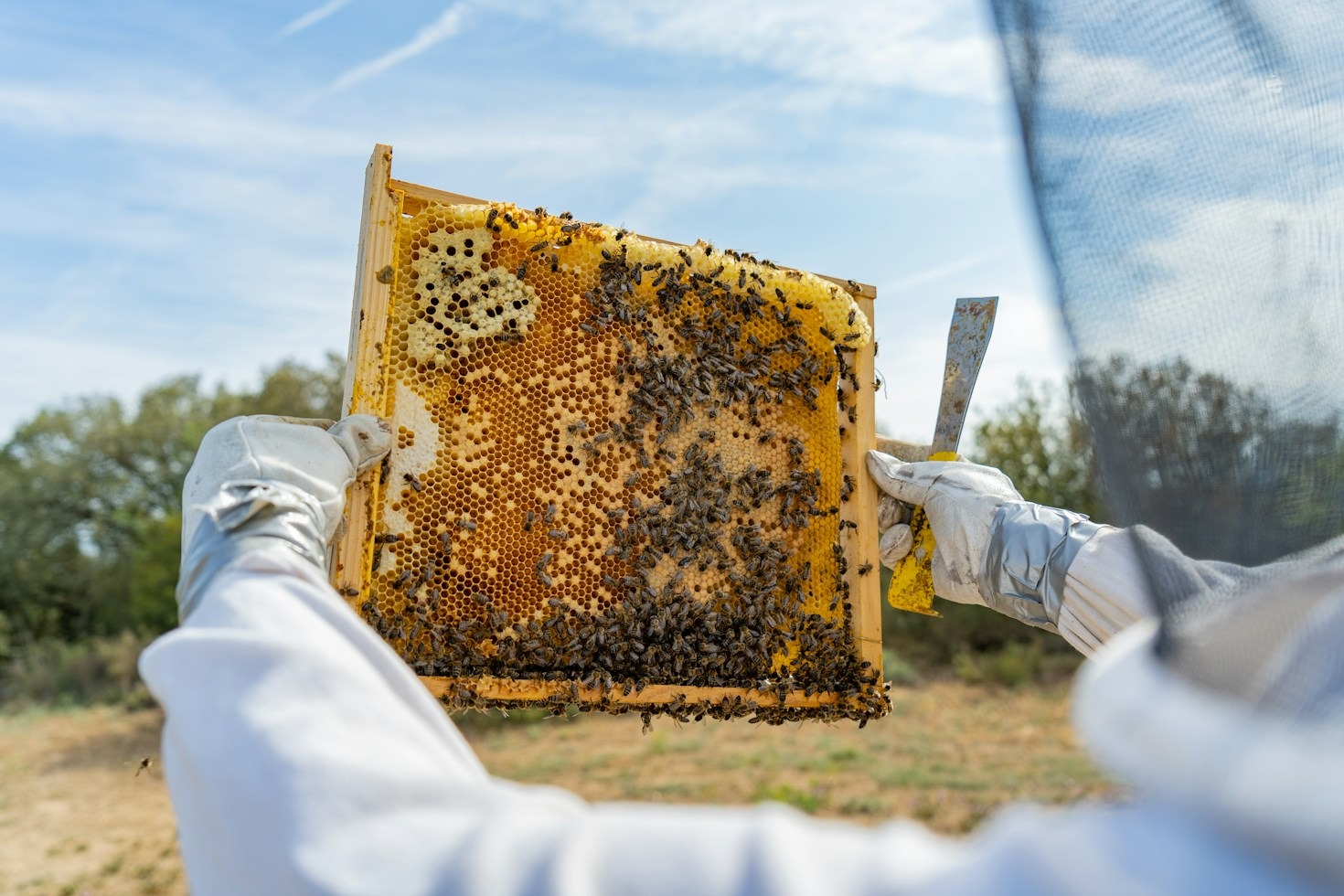 Tasting the Nuances in Raw Floral Honey