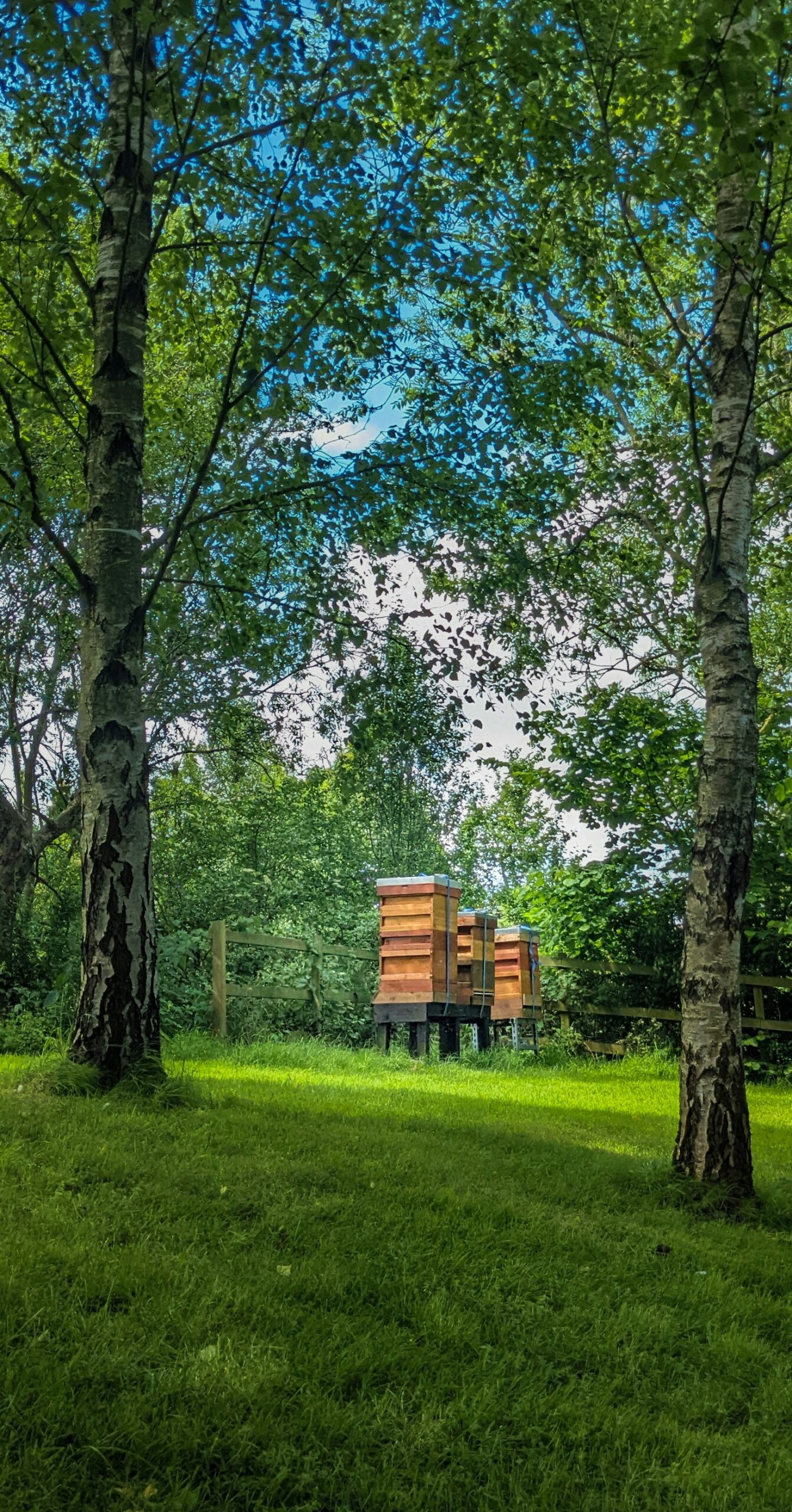 Essential Lessons Learned from My First Colony